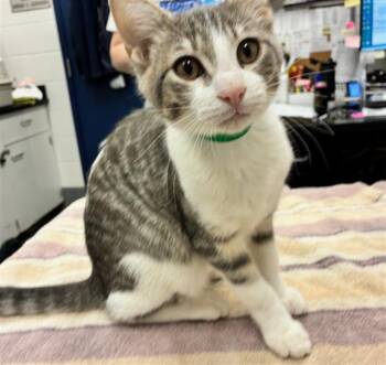 Domestic Short Hair Cats Available for Adoption in Peoria, Illinois - FLAT TOP | PetCurious