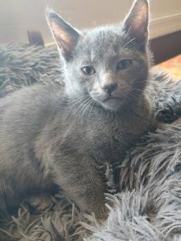 Domestic Short Hair Cats Available for Adoption in Phoenix, Arizona - Moon | PetCurious