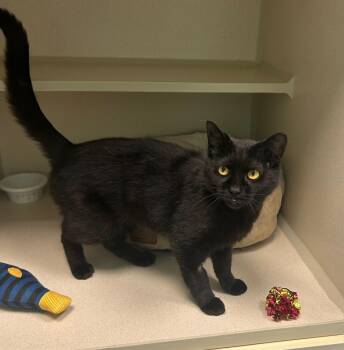 Dora -  Domestic Short Hair Cat for Adoption in Milton, Massachusetts - Dora | PetCurious
