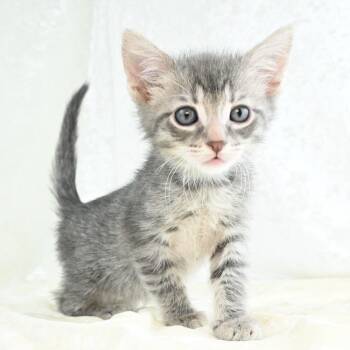 Domestic Short Hair Cats Available for Adoption in Mobile, Alabama - Dash | PetCurious