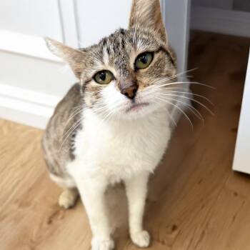 Fiona -  Domestic Short Hair Cat for Adoption in Austin, Texas - Fiona | PetCurious