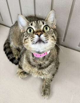 Baa -  Domestic Short Hair Cat for Adoption in Medina, Ohio - Baa | PetCurious