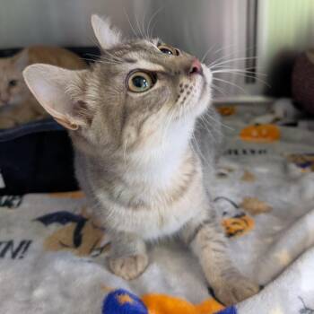 Flo -  Domestic Short Hair Cat for Adoption in Emporia, Kansas - Flo | PetCurious