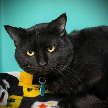 Bart -  Domestic Short Hair and Mixed Breed Cat for Adoption in Owosso, Michigan - Bart | PetCurious