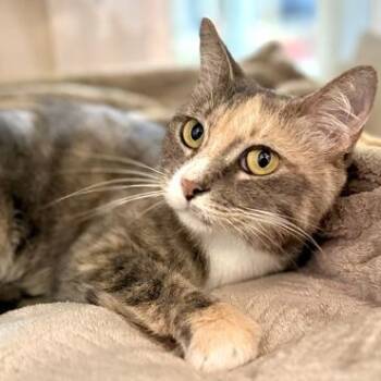VIVI -  Domestic Short Hair Cat for Adoption in Fernandina Beach, Florida - VIVI | PetCurious