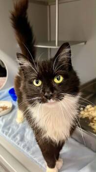 Meech -  Domestic Short Hair Cat for Adoption in Moundsville, West Virginia - Meech | PetCurious