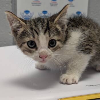 Oatmeal Creme Pie -  Domestic Short Hair Cat for Adoption in West Olive, Michigan - Oatmeal Creme Pie | PetCurious