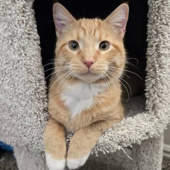 American Shorthair Cats Available for Adoption in Layton, Utah - Olivander | PetCurious