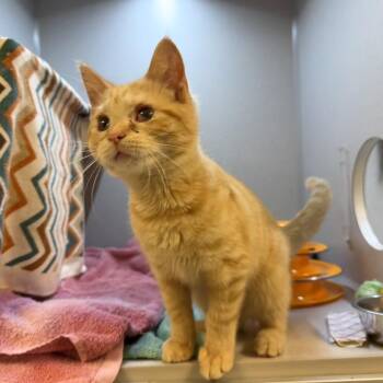 Limeade -  Domestic Short Hair Cat for Adoption in Pittsburgh, Pennsylvania - Limeade | PetCurious