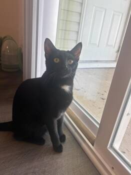Sterling -  Domestic Short Hair Cat for Adoption in Youngsville, North Carolina - Sterling | PetCurious