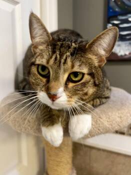 Prince -  Tabby and Domestic Short Hair Cat Available for Adoption in Ringwood, New Jersey - Prince | PetCurious