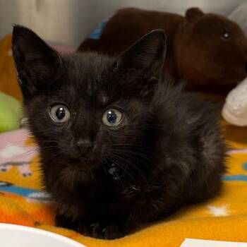 Bean -  Domestic Short Hair Cat Available for Adoption in West Palm Beach, Florida - Bean | PetCurious