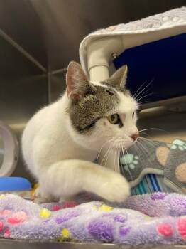 Domestic Short Hair Cats Available for Adoption - JOSSIE | PetCurious