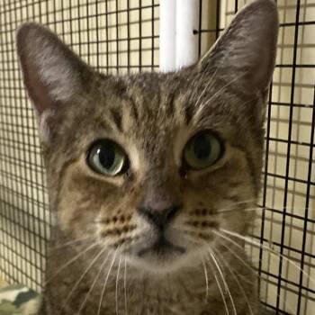 Domestic Short Hair Cats Available for Adoption - Connie | PetCurious