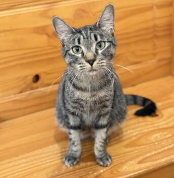 Thyme -  Tabby and Domestic Short Hair Cat for Adoption in Lawrenceville, Georgia - Thyme | PetCurious
