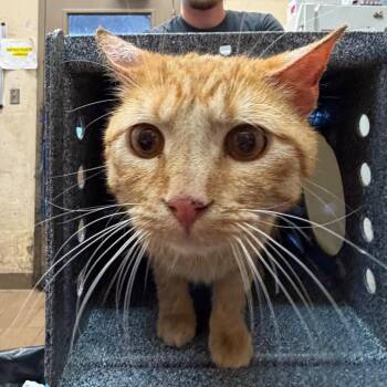 Domestic Short Hair Cats Available for Adoption in Birmingham, Alabama - Evan | PetCurious