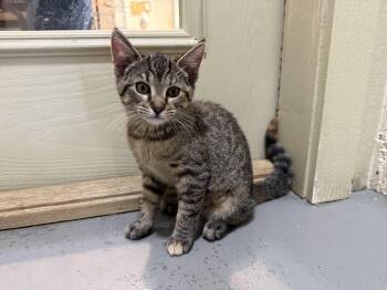 Rescue Domestic Short Hair Cats for Adoption in Latrobe, Pennsylvania - Pumyra | PetCurious