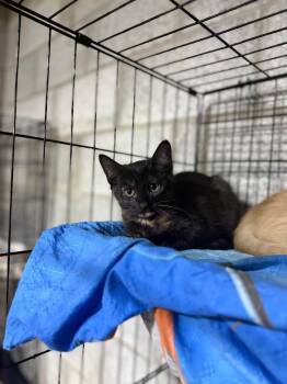 Hannah -  Domestic Short Hair Cat for Adoption in Salamanca, New York - Hannah | PetCurious