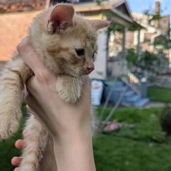 Robin -  Domestic Short Hair Cat Available for Adoption in Johnstown, Pennsylvania - Robin | PetCurious