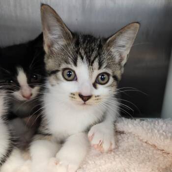Goober -  Domestic Short Hair Cat for Adoption in Fort Wayne, Indiana - Goober | PetCurious