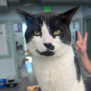 Solomon -  Domestic Short Hair Cat for Adoption in Lakewood, Colorado - Solomon | PetCurious