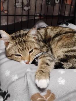 Domestic Short Hair Cats Available for Adoption - Spaghetti | PetCurious