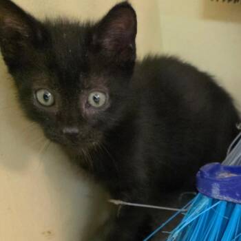 Rip -  Domestic Short Hair Cat for Adoption in Melrose, Florida - Rip | PetCurious