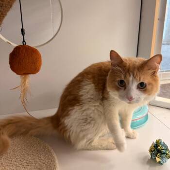Tommi -  Domestic Medium Hair Cat for Adoption in Philadelphia, Pennsylvania - Tommi | PetCurious
