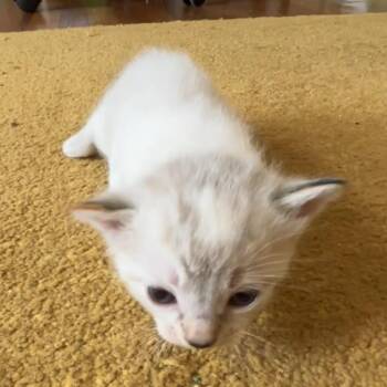 Domestic Medium Hair Cats Available for Adoption in Tallahassee, Florida - Appa Park (TN) | PetCurious