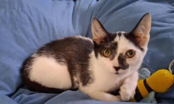 Marble courtesy post -  Domestic Short Hair Cat for Adoption in Laguna Niguel, California - Marble Courtesy Post | PetCurious