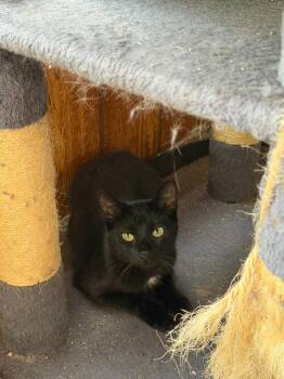 Gypsy -  Domestic Short Hair Cat for Adoption in Arthur, Ontario - Gypsy | PetCurious