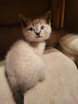 Rescue Siamese Cats for Adoption in Winnipeg, Manitoba - Patootie | PetCurious