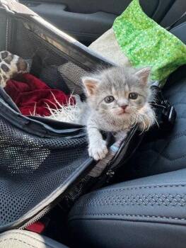 Domestic Short Hair Cats Available for Adoption in Herndon, Virginia - Winnie | PetCurious