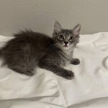 Maine Coon and Domestic Medium Hair Cats Available for Adoption in San Tan Valley, Arizona - Christina | PetCurious