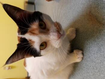 Leila -  Domestic Short Hair Cat for Adoption in Trenton, Maine - Leila | PetCurious