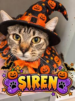 SIREN -  Tiger Cat for Adoption in Gardner, Massachusetts - SIREN | PetCurious