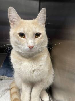 Coconut -  Tabby and Domestic Short Hair Cat for Adoption in Georgetown, Kentucky - Coconut | PetCurious