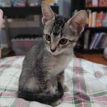 Anna -  Domestic Short Hair Cat for Adoption in Denver, Colorado - Anna | PetCurious