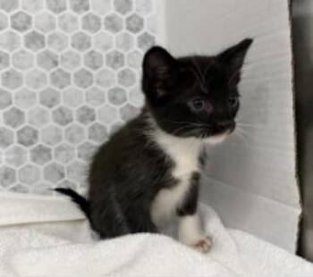 Domestic Short Hair Cats Available for Adoption in Largo, Florida - Vencent | PetCurious