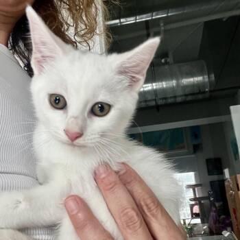 Domestic Medium Hair Cats Available for Adoption in Juno Beach, Florida - Fernanda | PetCurious