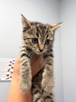 Cosette -  Domestic Short Hair Cat for Adoption in Bloomington, Indiana - Cosette | PetCurious