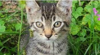 Rescue Domestic Short Hair Cats for Adoption in Houston, Texas - Lingshi | PetCurious