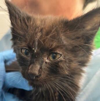 Jellybean -  Domestic Short Hair Cat for Adoption in Golden, Colorado - Jellybean | PetCurious