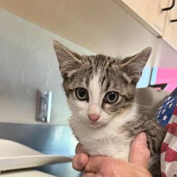Washington -  Domestic Short Hair Cat for Adoption in Ponca City, Oklahoma - Washington | PetCurious