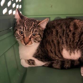 Stella -  Domestic Short Hair Cat for Adoption in Woodinville, Washington - Stella | PetCurious