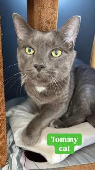 Domestic Short Hair Cats Available for Adoption in Pomona, New York - Tommy Cat | PetCurious