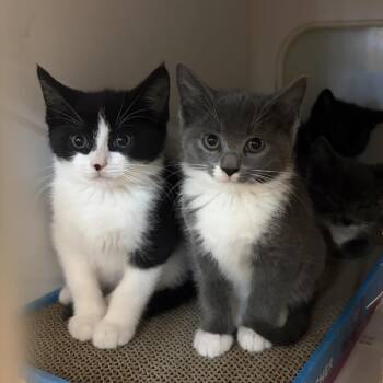 Domestic Short Hair Cats Available for Adoption in Potomac, Maryland - Beatrix | PetCurious
