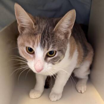 Domestic Short Hair Cats Available for Adoption - Blue | PetCurious