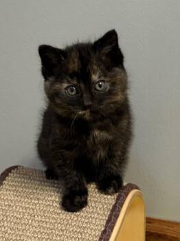 Tortoiseshell Cats Available for Adoption - Posey | PetCurious