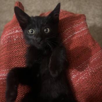 Domestic Short Hair Cats Available for Adoption - Paul | PetCurious